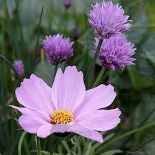 Pink Cosmos And Chives Summer Flowers Garden Cosmos Flowers Beautiful Flowers Pictures