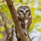 Saw-whet Owl Banding: Inspiring Nighttime Science.... event in Egremont, MA