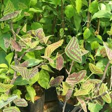 Upload, livestream, and create your. Pokok Rama Rama Daun Belang Pokok Bunga Shopee Malaysia