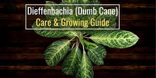 So, dieffenbachia may turn yellow, dry and curl the leaves, stems and roots to rot, and not its virulence, they can become. Wmfppz5ypjwshm