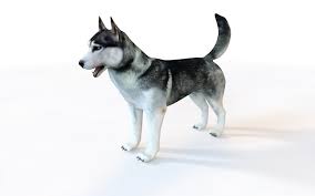 Husky Dog Rigged Animal 3d Model In Dog 3dexport