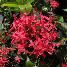 Image result for Ixora narcissodora