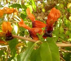Image result for Ruttya fruticosa