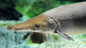 Within the first hour we were seeing alligator gar. How To Catch Alligator Gar Fish Today 2020