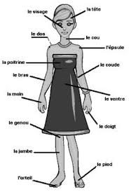 This set of french body part cards let you easily teach children the words to parts of the body in french. Body Parts In French Diagram Quizlet
