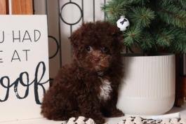 Palm beach puppies started in boca raton, florida in 2005. Havapoo Puppies For Sale In Fl Lancaster Puppies