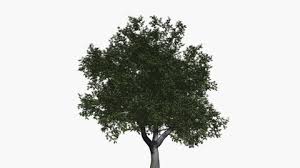 The leaves are thick, leathery and tough due to lignin, and do not easily wilt. Red Gum Eucalyptus Silhouette Of Stock Footage Video 100 Royalty Free 14773243 Shutterstock