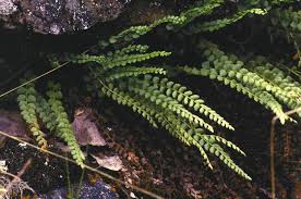 Image result for Asplenium uhligii