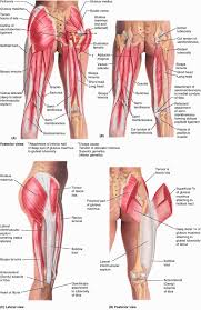 In human anatomy, the muscles of the hip joint are those muscles that cause movement in the hip.most modern anatomists define 17 of these muscles, although some additional muscles may sometimes be considered. Ovid Clinically Oriented Anatomy Body Anatomy Muscle Anatomy Yoga Anatomy