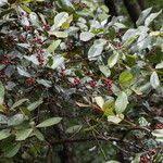 Image result for Psorospermum febrifugum