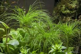 Image result for Eriocaulon setaceum