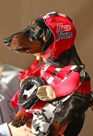 17 Pictures Of Sausage Dogs In Costumes That Will Make You Smile Dachshund Races Dachshund Dog Dog Costumes