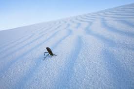 A single vehicle pass is $25 and is good for 7 days from first entry. White Sands National Monument New Mexico Usa Geo