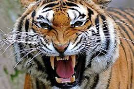 Bermimpi melihat harimau mengejar orang lain. Mengapa Bermimpi Harimau Putih Dan Anaknya Striped Flight In A Dream Interpretasi Mimpi Dengan Macan Untuk Wanita