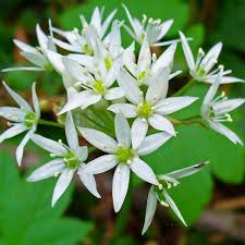 If you have the right spot for it, growing wood garlic is easy. Allium Ursinum Seeds Ramsons Seeds Wild Garlic Seeds