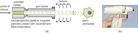 Microbes And The Tools Of Genetic Engineering Microbiology