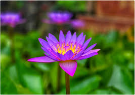 Image result for Nymphaea nouchali