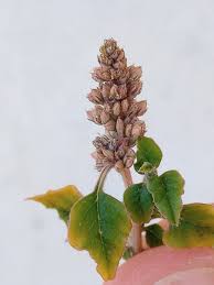 Image result for Amaranthus deflexus