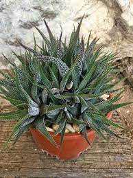 Haworthia Attenuata Var Clariperla Zebra Plant Haworthia Succulentopedia Succulents Cactiandsucculents Succulent Succule Zebra Plant Plants Succulents