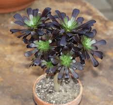 We did not find results for: Aeonium Arboreum Atropurpureum Kakteen Shop