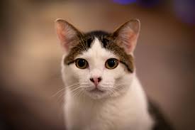 Close Up Photo of a Cat · Free Stock Photo