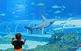 A Child Staring In Wonder At The Shark Seas In The S E A Aquarium Aquarium Marine Animals Fish Pet