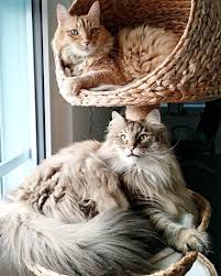 The tree is made using top quality materials in order to give the best comfort for your pet. Zooplus How Majestic Are These Two The Karlie Facebook
