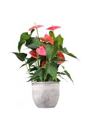 Arbusti fioriti e piante con fiori rosa faranno. Anthurium Rosa Piante Fiorite Da Interno Colore Bianco Perlato