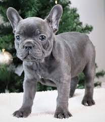 Watch your puppy grow up. Halo Frenchton Puppy 627861 Puppyspot