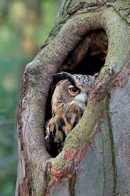 Eurasian Eagle Owl Bubo Bubo Looking Print By Rob Reijnen Eurasian Eagle Owl Animals Owl Pictures