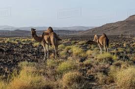 Camels In Assekrem Tamanrasset Hoggar Mountains Algeria North Africa Africa Stock Photo Dissolve