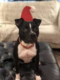 See more of boston puppies and dogs for adoption on facebook. Dog For Adoption Cici A Pit Bull Terrier Boston Terrier Mix In Blacklick Oh Petfinder