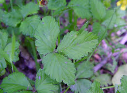 Image result for Duchesnea indica