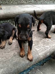 If owners want to crop at a veterinarian other than. Doberman Pinscher Puppies For Sale Maranpur Br 359722