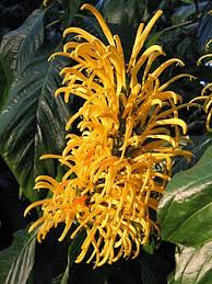 Image result for Justicia aurea