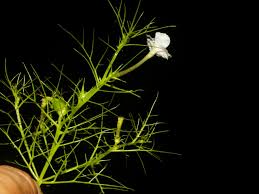 Image result for Rhamphicarpa