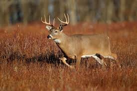 barometric pressures influence on whitetail movement