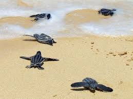 Loggerheads, also known as loggerhead turtles, or loggerhead sea turtles, are large sea turtles native to description of the loggerhead. Baby Sea Turtles Fossilized Tracks Found In South Africa Smart News Smithsonian Magazine