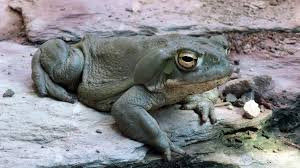 Check spelling or type a new query. Conservationists Plead With Public To Stop Milking Psychedelic Toads Euronews