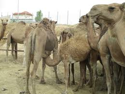 In some countries, camel farming is changing from traditional extensive forms to modern  by its ambulatory and low gregarious behavior in pasture, the carrying capacity of a camel herd is. File Camel Farm Trabin A Sana Jpg Wikimedia Commons