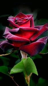 cor sangue cor sangue beautiful flowers hybrid tea roses rose flower