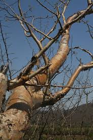 Image result for Albizia tanganyicensis