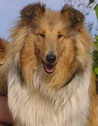 collie cok sirin hayvanlar ev kopekleri evcil hayvanlar