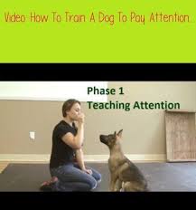 How To Train A Dog To Pay Attention K9 1 Com Video Text Before We Even Start Ob Have A New Puppy Or Dog Training Tips Dog Training Dog Training Techniques