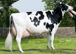 Black and white jersey cow. Black And White Jersey Cow Off 73 Quality Assurance