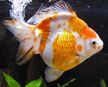 Check spelling or type a new query. List Of Goldfish Varieties Wikipedia