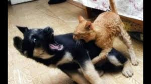 Ninja Cats Vs Dogs Who Wins Youtube