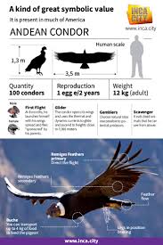 Andean Condor Biography In 2020 Andean Condor Inca Ecology