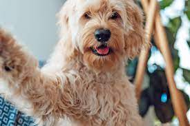 We did not find results for: Goldendoodle Dog Breed Information Characteristics Daily Paws