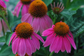 Flowering annuals provide your landscape with decorative vibrant colors and contrasts. Freeze Proof Plants Hgtv